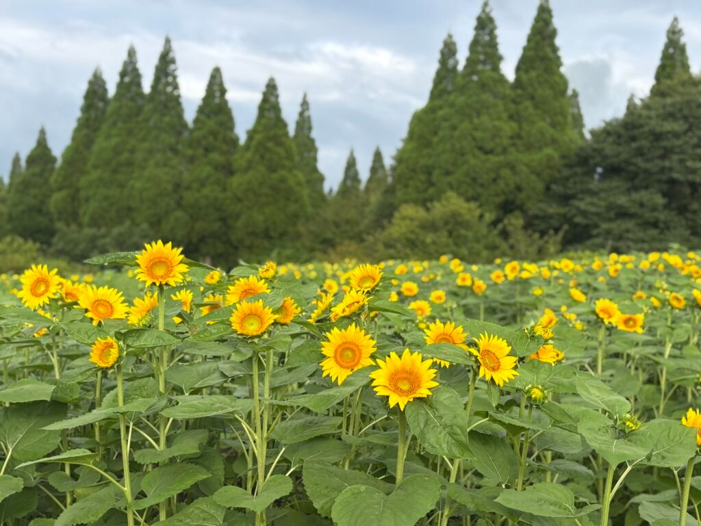 ひまわり