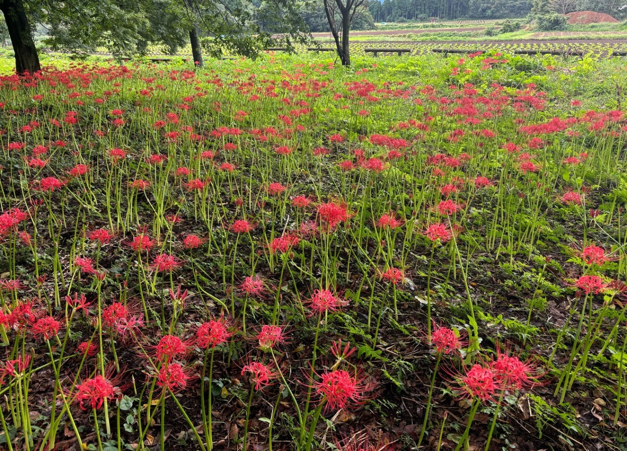 開花状況】国指定史跡 七ツ森古墳群 彼岸花 2025.9.18現在 | たけた