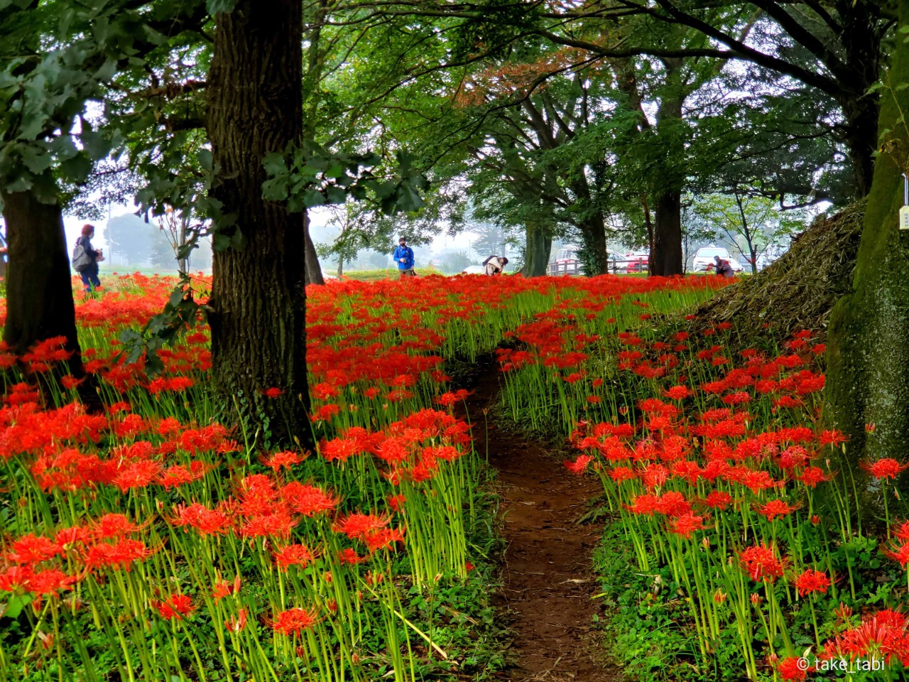 今日の七ツ森古墳群の彼岸花（曼珠沙華） | スタッフコラム | たけ旅