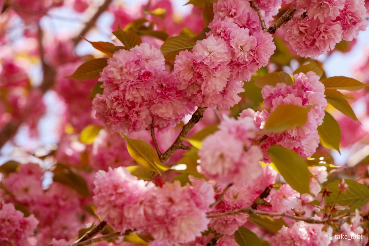 岳麓寺周辺の八重桜 ぼたん桜 が見頃 たけた時間 たけ旅 Take Tabi 竹田市観光ツーリズム協会