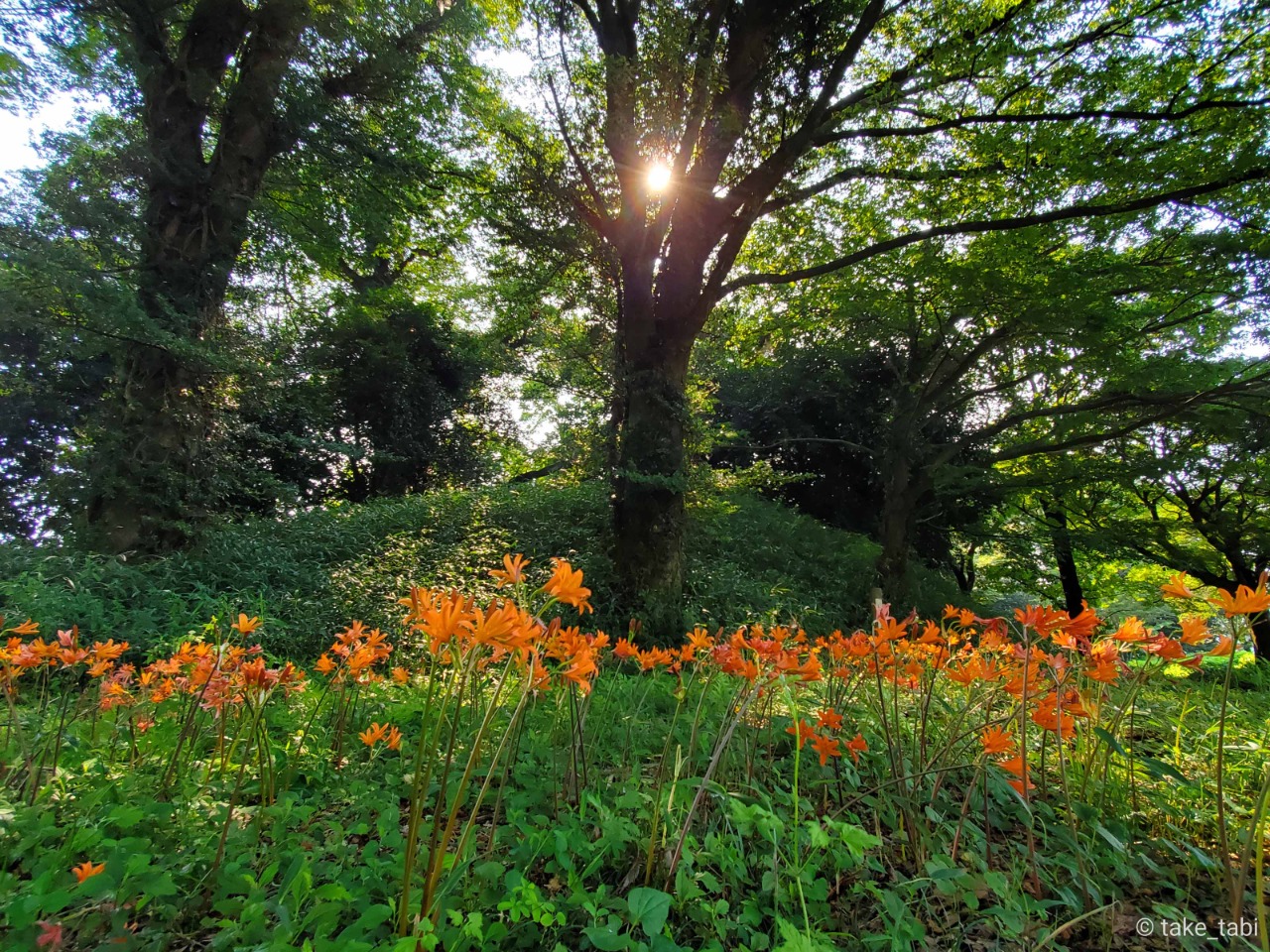 古墳のキツネノカミソリ | スタッフコラム | たけ旅 take_tabi｜竹田市
