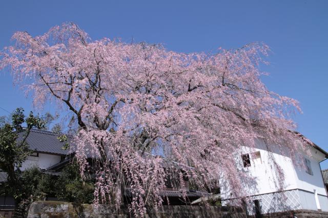 古庄家のしだれ桜１