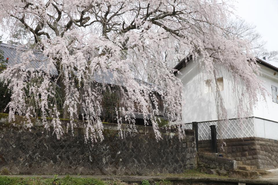 古庄家のしだれ桜２